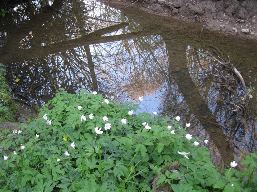 A photgraph of a stream taken on a bright sunny day, reflecting the trees and blue sky above. The stream is lined with green leafy plantlife that's dotted with small white flowers.