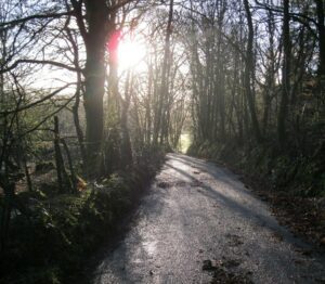 A photo of a narrow country road wet with rain after a spring shower. The road is lined with leaf-less trees and bright sunlight shines through the branches.