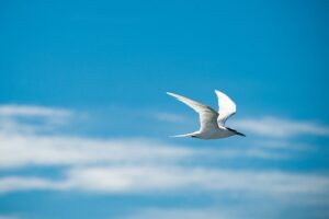 White bird flying in blue sky