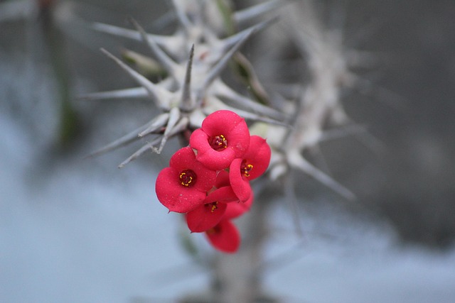 A spiky thorn with red flower.