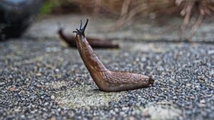 A brown slug raising its head.