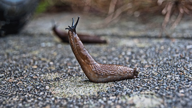 A brown slug raising its head.