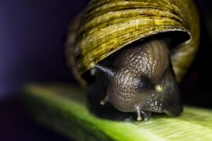 Snail with green and yellow shell on a green leaf.