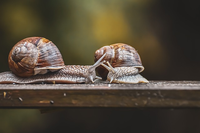 Two brown snails on wood.