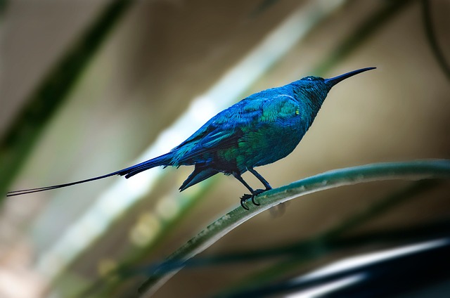 A blue Sunbird.