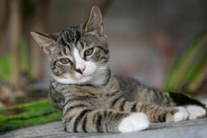 A grey and black shorthaired cat relaxing.