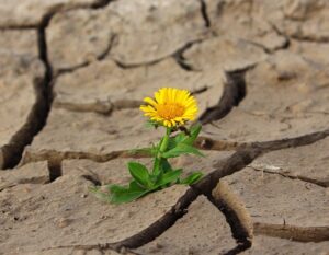 A dandelion flower growing through a cracked earth.