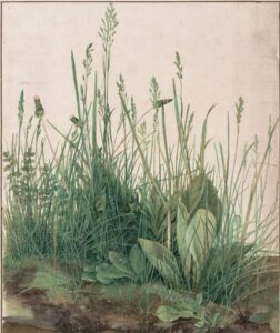 The Large Piece of Turf by Albrecht Dürer