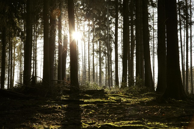 A forest lit up with sunlight. The sun is shining through the trees.