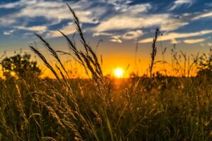 A sunset over a wheat field