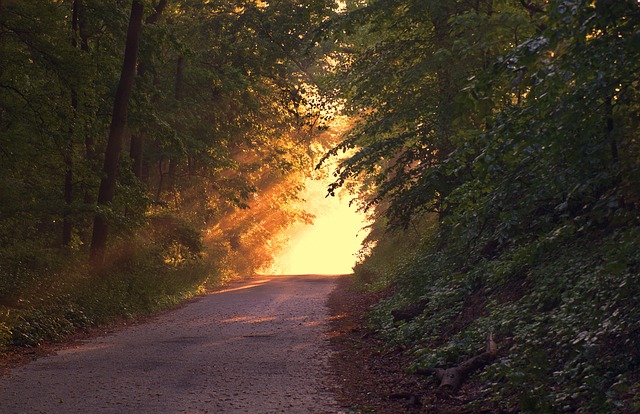 A winding road with bushy trees on either side. Light is at the end of the road, shining through the trees.