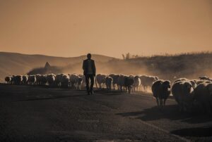 A shepherd walking along a flock of sheep along a dirt road. It looks dusty.