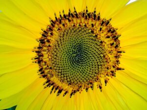 The middle of a sunflower. It illustrates the Fibonacci sequence, which is also found in snail shells.