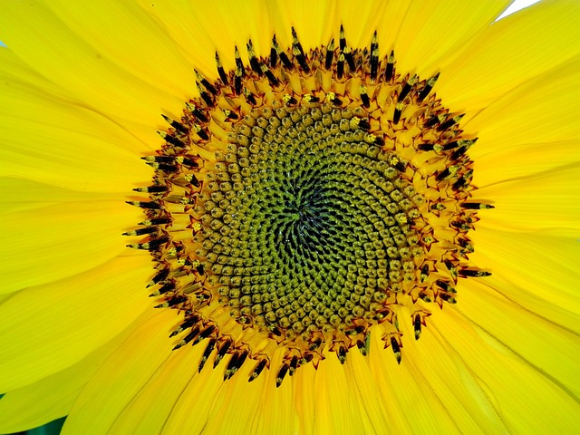 Middle of sunflower The middle of a sunflower. It illustrates the Fibonacci sequence, which is also found in snail shells.