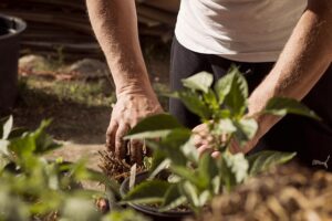 A man gardening outdoors. He is potting a plant in a garden into the soil.