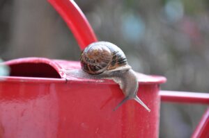 Snail crawling on top of a red watering can outdoors.