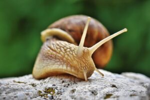 A close up of a snail on a rock.