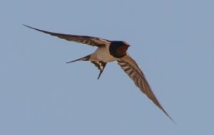 A swallow flying in a blue sky.