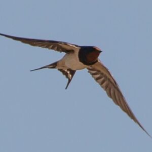 A swallow flying in a blue sky.