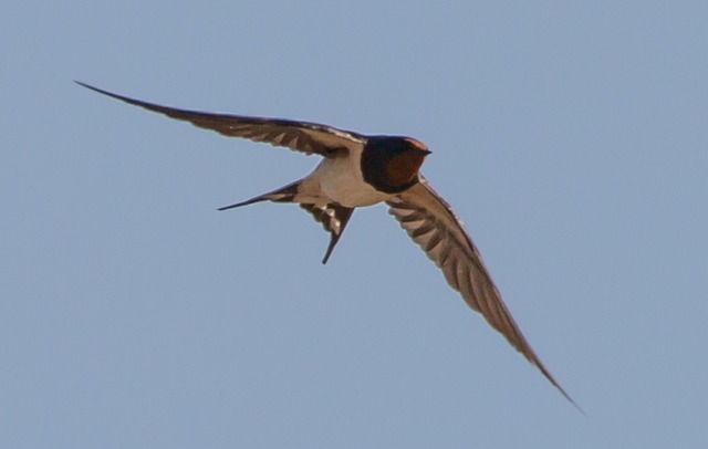 Swallow A swallow flying in a blue sky.
