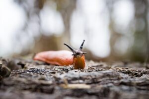 Slug on soil.